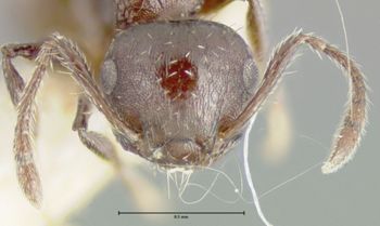Media type: image; Entomology 20812   Aspect: head frontal view